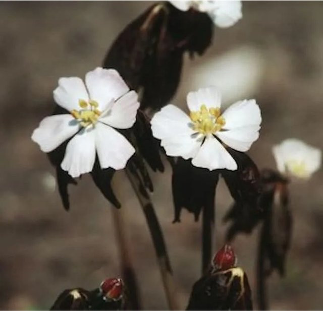 Himalaya Maiapfel Podophyllum hexandrum Gartenstaude in Weiß und Pink - Bild 1
