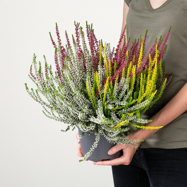 Besenheide Beauty Lady Calluna vulgaris von BLUME2000, dreifarbig - Bild 1