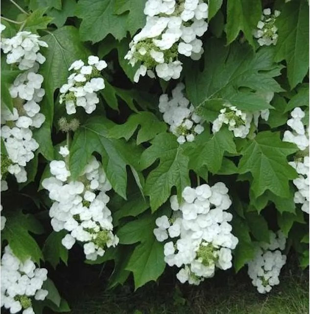 Eichenblättrige Hortensie Snowflake Hydrangea quercifolia als Zierstrauch für den Garten, Höhe: 60-80 cm - Bild 1