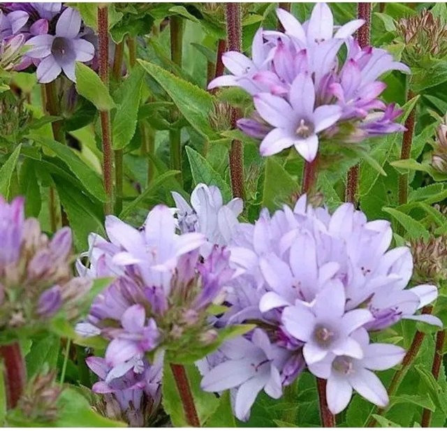 Knäulglockenblume Caroline Campanula glomerata lila als mehrjährige Schmuckpflanze für den Naturgarten - Bild 1