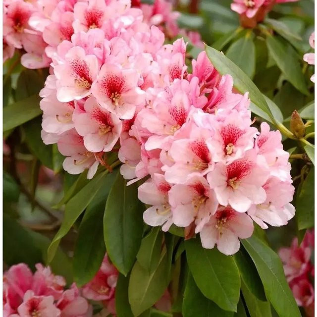 INKARHO Rhododendron Alpenrose großblumiger Strauch für den Außenbereich, Höhe: 40-50 cm - Bild 1