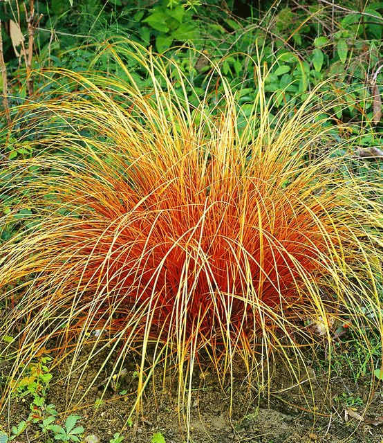 Carex Bronze Reflection Ziergras - Bild 1