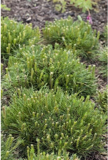Pinus Mugo Mughus Bergkiefer Kompakt von Pflanzen für dich, Höhe: 20–25 cm - Bild 1
