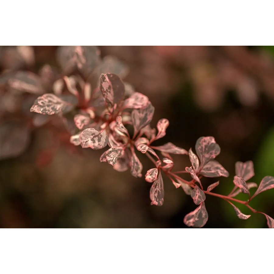 Berberis Thunbergii Harlequin Berberitze mit buntem Laub als Zierstrauch für den Garten und Außenbereich, mehrfarbig, 30–40 cm - Bild 2