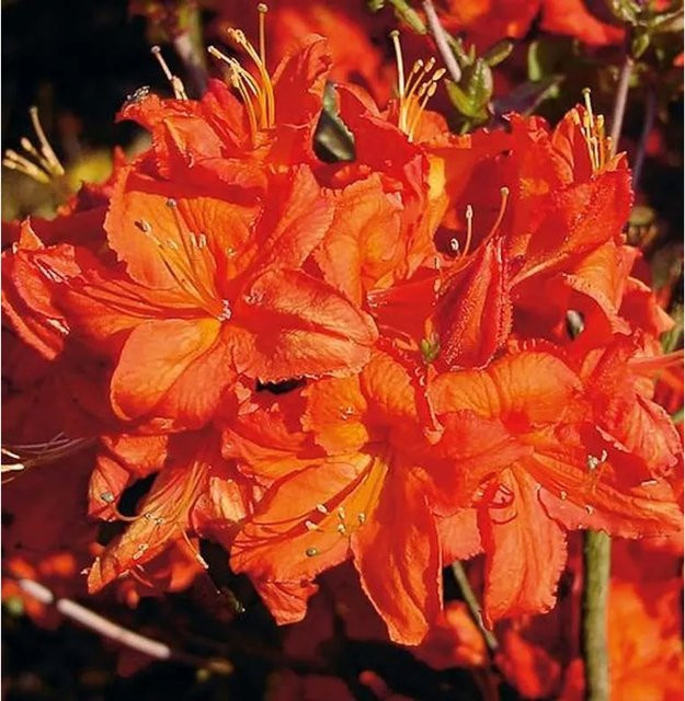Azalee Fireball Rhododendron luteum Alpenrose, Höhe: 40-50 cm - Bild 1