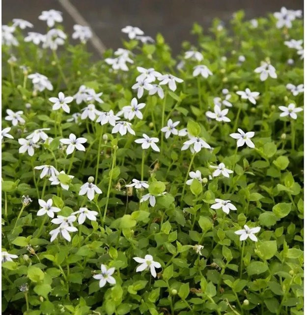 Pratia pedunculata Alba Bubikopf - Weiße Bodendecker-Staude für Garten, Balkon und Steingärten - Bild 1
