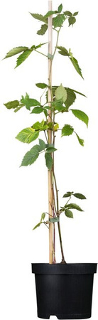 GROW by OBI Bio Brombeere Chester Thornless Rubus fruticosus im Topf
