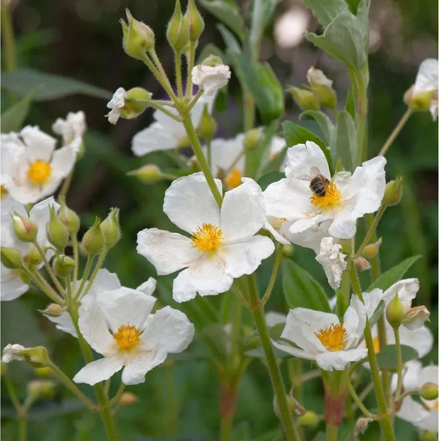 Lorbeerblättrige Zistrose Sunset Cistus pulverulentus als Kübelpflanze für deinen Garten, Höhe: 30-40 cm - Bild 1