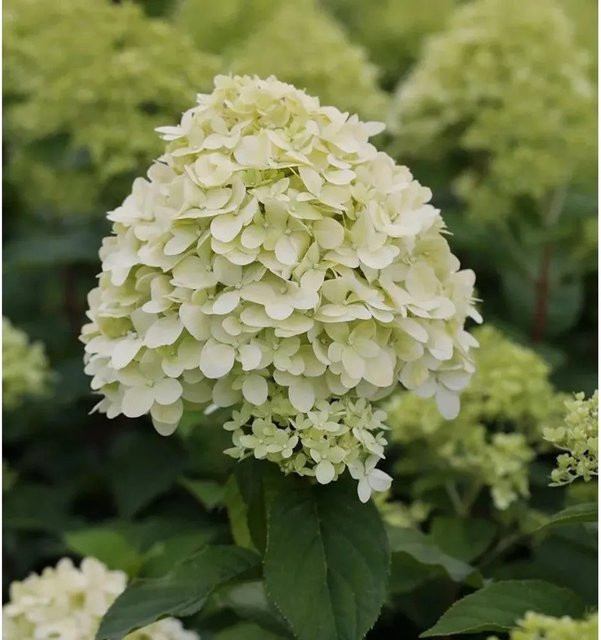Rispenhortensie Limelight Hydrangea paniculata weiß von Nr-01.de, Höhe: 40-60 cm - Bild 1