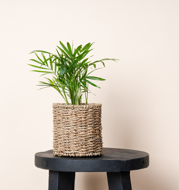 Minimalistischer Orchideen Überkorb von BLUME2000 in Braun - Bild 1
