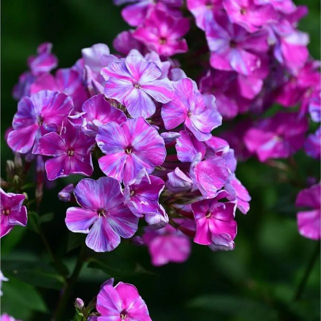 Hohe Flammenblume Phlox paniculata Pastorale als Beetpflanze und Schnittblume von Die Nr-01.de - Bild 1