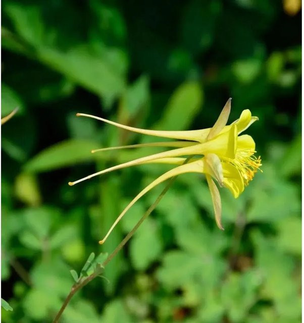 Aquilegia flabellata Zwergakelei Spring Magic Gelb als mehrjährige Pflanze für Steingärten und Mauerwerksbegrünung - Bild 1