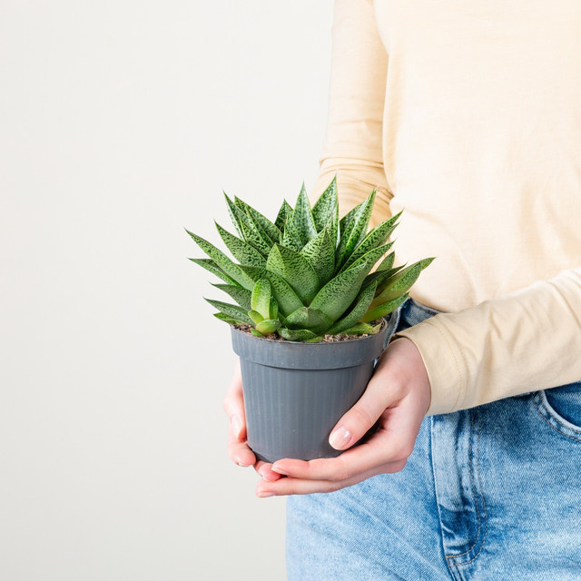 Gasteria Tiga S Sukkulente von BLUME2000 in Grün und Weiß - Bild 1