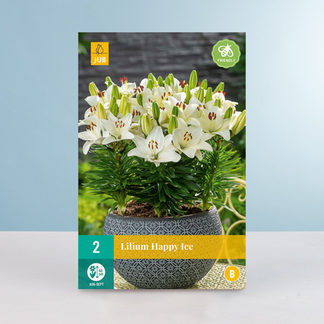 Zwerg-Lilie Happy Ice von BLUME2000 mit 2 Knollen - Bild 1