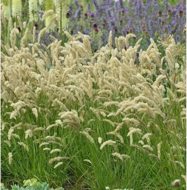 Melica ciliata Wimper-Perlgras als mehrjährige Zierpflanze für den Garten von Nr-01.de - Bild 1