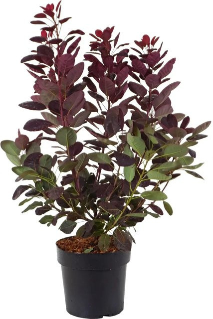 GROW by OBI Perückenstrauch Cotinus coggygria Royal Purple, Höhe: 40-60 cm - Bild 1