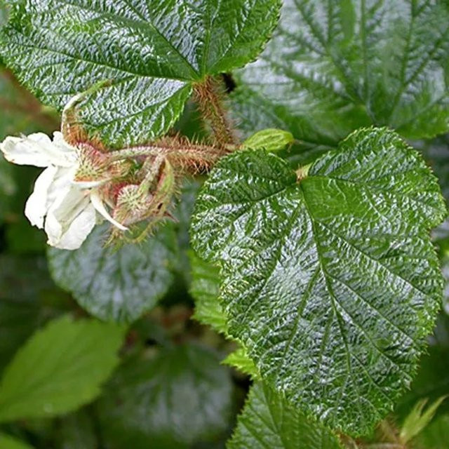6er Set Arborix Kriechende Brombeere Rubus tricolor im 9cm Topf, Immergrüne Beerensträucher für Garten und Outdoor - Bild 1