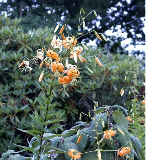 Lilium henryi Riesen-Türkenbund-Lilie orange Zierstaude von Nr-01.de - Bild 1