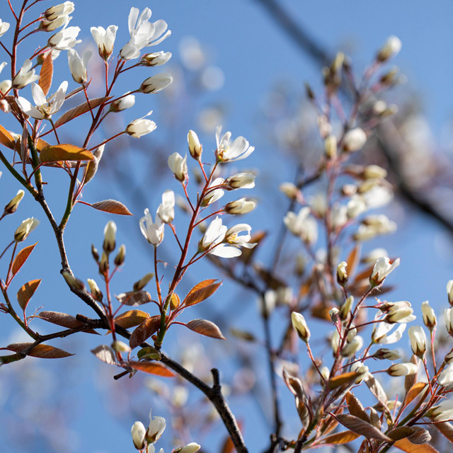 Amelanchier lamarckii Felsenbirne BLUME2000 Zierbaum für den Garten - Bild 1
