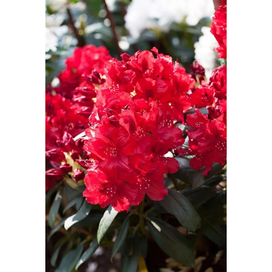 Rhododendron Hybr. Erato in Rot, Zierstrauch für Garten und Außenbereich, Höhe: 45 cm - Bild 2