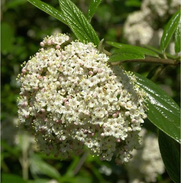 Prager Schneeball Viburnum pragense als Zierstrauch für den Garten, Grün/Weiß, Höhe: 80-100 cm - Bild 1