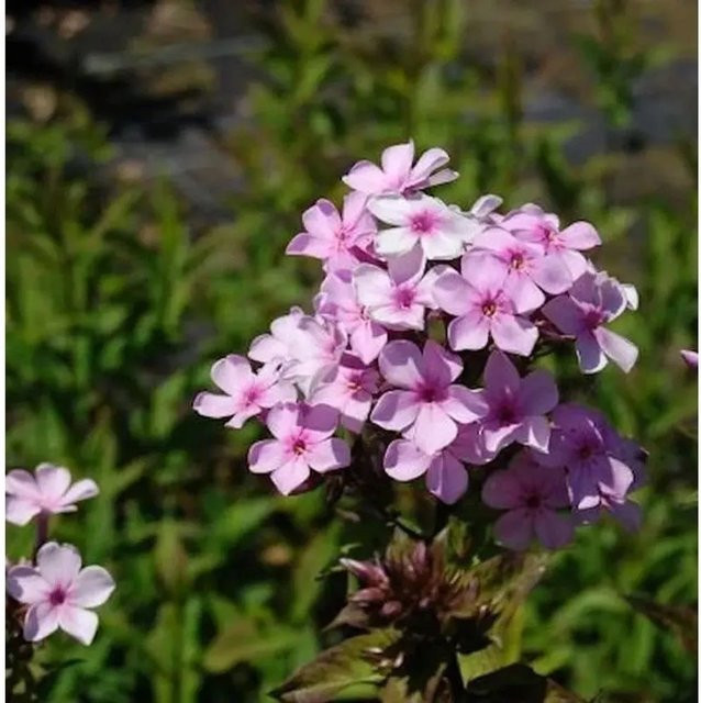 Phlox paniculata Hohe Flammenblume als mehrjährige Beetpflanze und Schnittblume von Nr-01.de - Bild 1