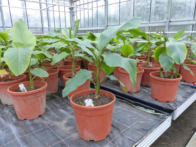 Winterharte rosa Zwergbanane Musa Velutina in Grün, 80 cm Höhe - Bild 1