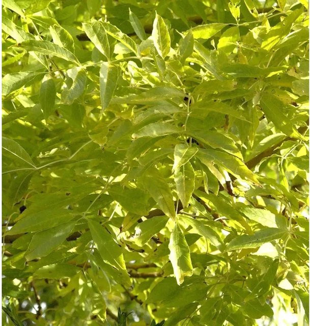 Hochstamm Gemeine Esche Allgold Fraxinus excelsior von Nr-01.de - Bild 1