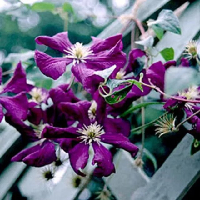 Arborix Clematis Waldrebe Etoile Violette im Container, reichblühende Kletterpflanze in Violett-Rot, 50 bis 60 cm - Bild 1