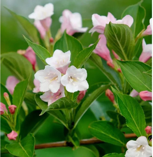 Zwerg-Weigelie Weigela florida Vintage Love in Pink für Blütenhecken und kleine Gärten - Bild 1