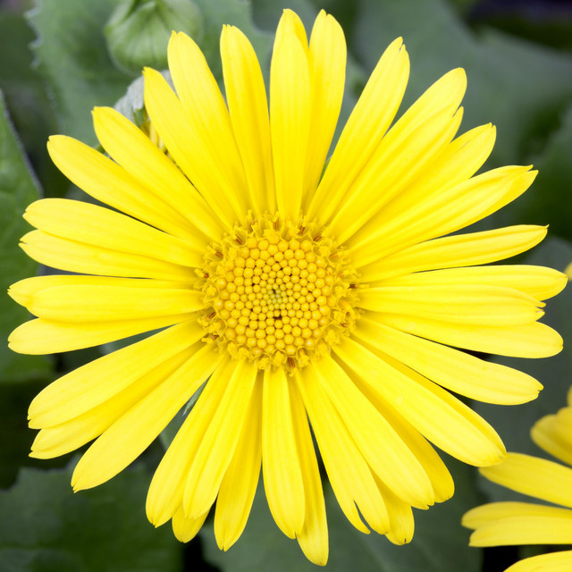 BIO Gämswurz Doronicum orientale Gelb, 3 Stück von BLUME2000 - Bild 1
