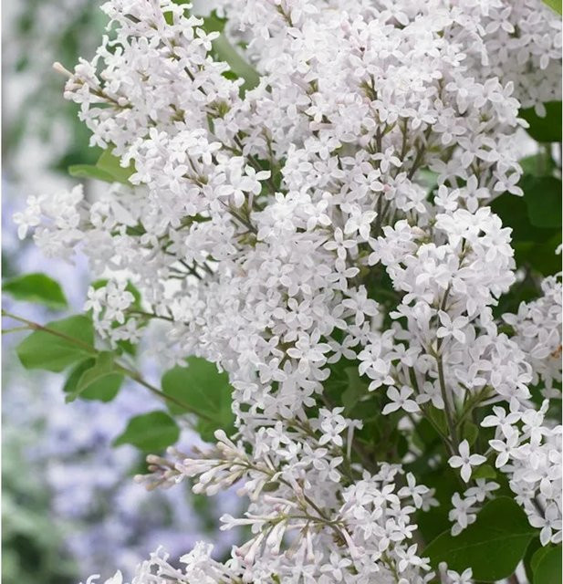 Zwergflieder Syringa Flowerfesta White in Weiß für Garten und Balkon, Höhe: 60-80 cm - Bild 1