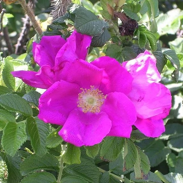 Arborix Apfelrose Rosa rugosa mit hellrosa Blüten, pflegeleichte Heckenpflanze im Container, Höhe: 40 bis 60 cm - Bild 1