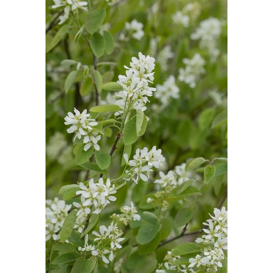 Amelanchier Alnifolia Honeywood Felsenbirne mit essbaren Früchten, Zierstrauch für Garten und Outdoor, Höhe: 30 cm - Bild 2