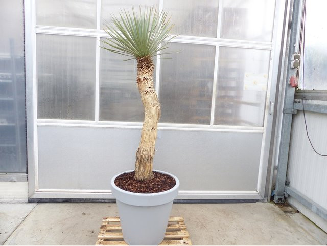 Winterharte Yucca Rostrata Palme aus Mexiko in Grün mit einer Höhe von 190 cm - Bild 1