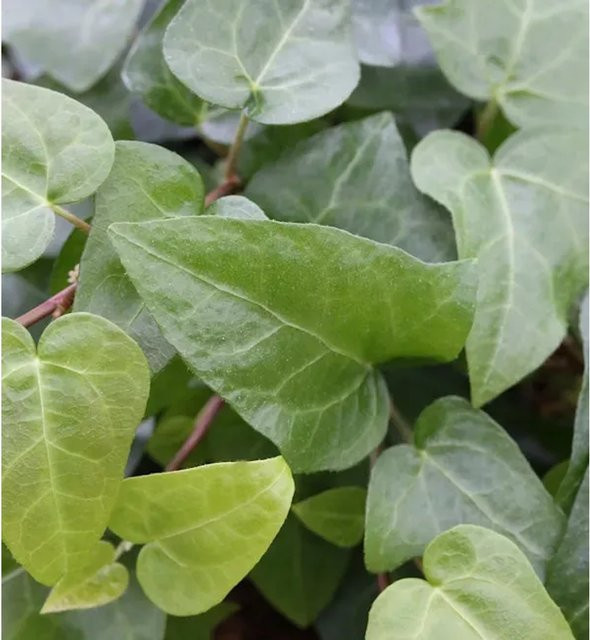 10er Set Hedera helix Efeu als Bodendecker und Fassadenbegrünung, grün-gelb, Höhe: 15-20 cm - Bild 1