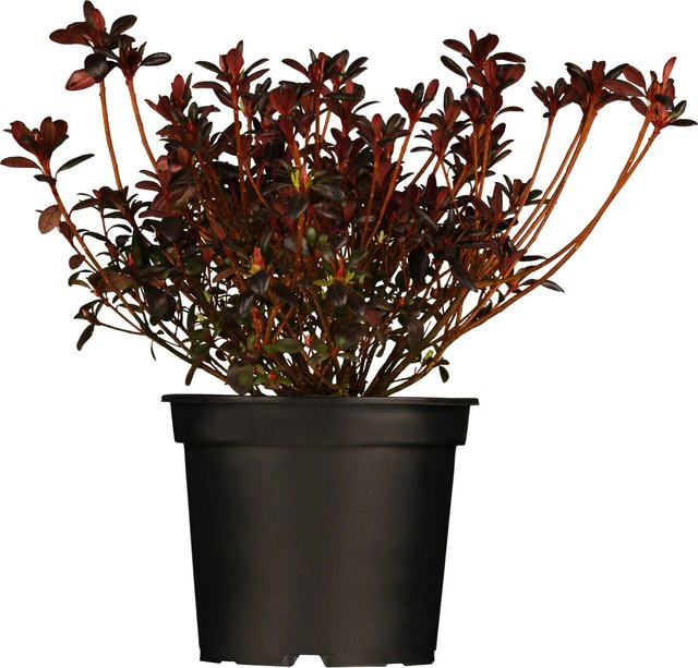 Japanische Azalee Maruschka Rot von GROW by OBI, Höhe: 20 - 25 cm, Topf-Durchmesser: 17 cm - Bild 1
