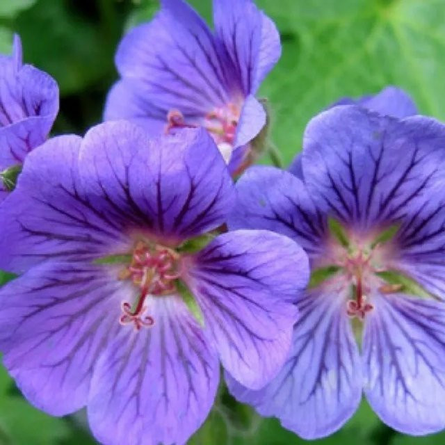 6er Set Arborix Storchschnabel Blue Blood Geranium mit dunkelblauen Blüten im 9cm Topf - Bild 1