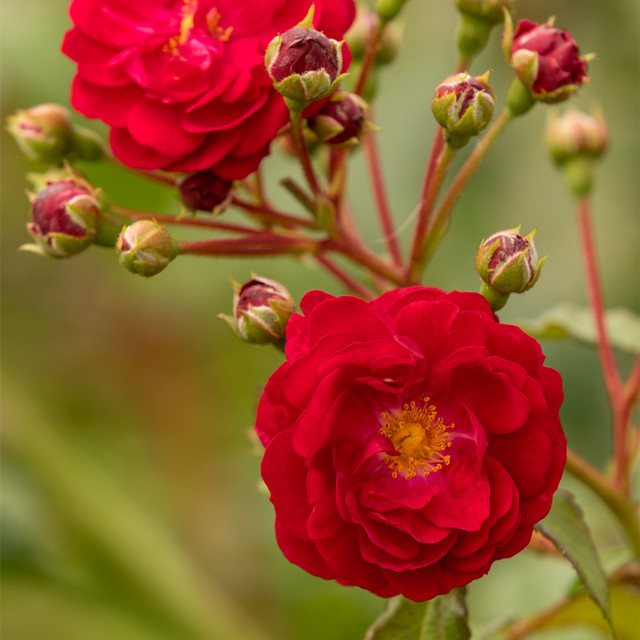Tantau Zwerg-Kletterrose Startlet Rose Lola in Rosa - Bild 1