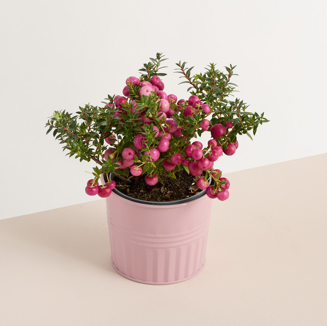 Blume2000 Zink Übertopf rund in Flieder, Durchmesser: 11 cm - Bild 1