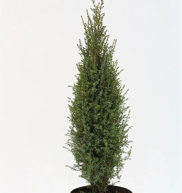 Wildwachseder Arnold Juniperus communis Strauch in Hellgrün und Blaugrün für deinen Garten - Bild 1