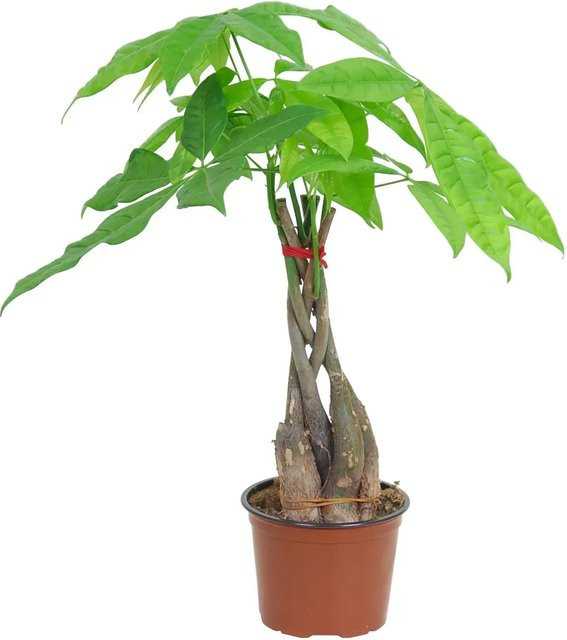 GROW by OBI Pachira Aquatica Rasierpinselbaum im Topf, Grün, Durchmesser: 12 cm - Bild 1