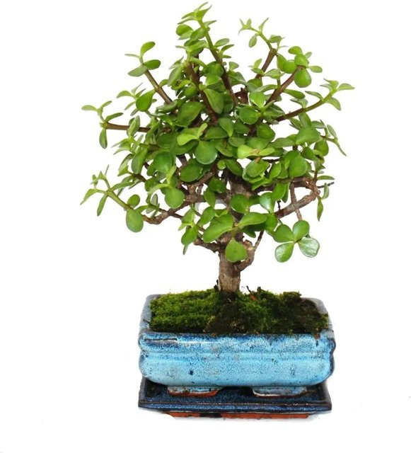 Exotenherz Bonsai Portulacaria Afra Jadebaum Afrikanischer Elefantenbaum als Sukkulente in Kugelform mit grünem Keramiktopf - Bild 1