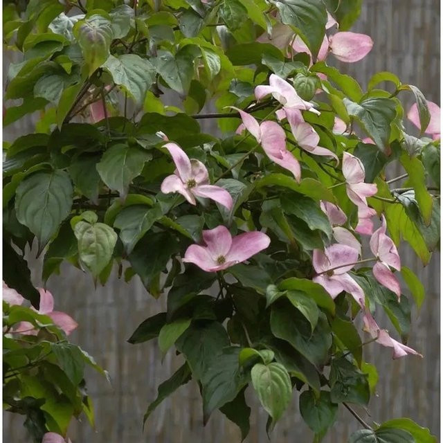 Japanischer Blumenhartriegel Satomi Cornus kousa von Nr-01.de, Höhe: 80-100 cm - Bild 1