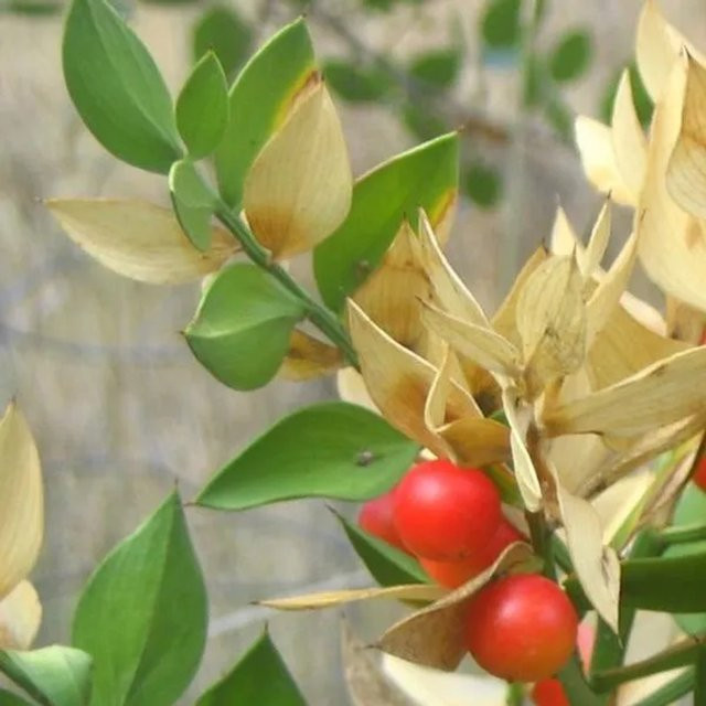 Arborix Mäusedorn Ruscus aculeatus immergrüner Zierstrauch im Container, Höhe: 20 bis 30 cm, Grün mit weißen Blüten - Bild 1