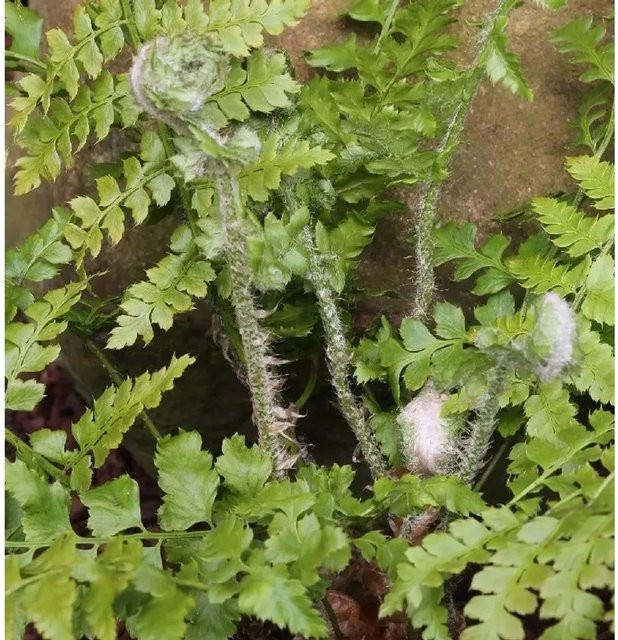 Weicher Schildfarn Polystichum setiferum als Gartenstaude im großen Topf, Grün - Bild 1