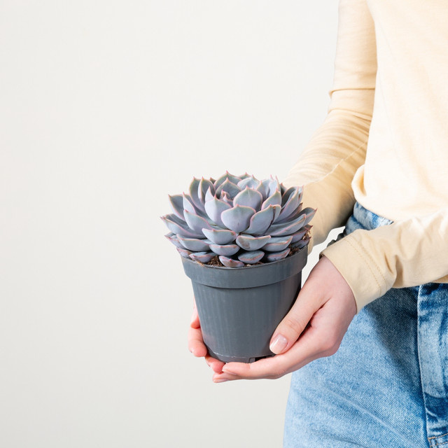 Echeveria Orion S Sukkulente von BLUME2000 für sonnige Standorte in der Wohnung - Bild 1