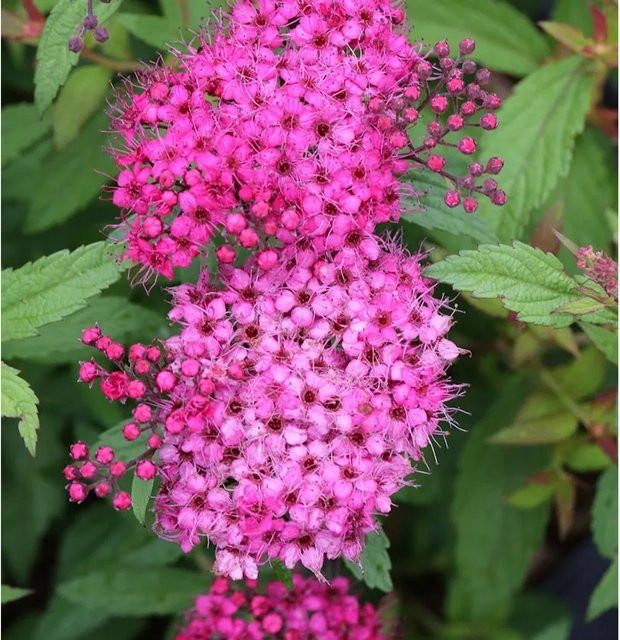 Roter Sommerspierstrauch Anthony Waterer Spiraea japonica Heckenpflanze von Nr-01.de - Bild 1