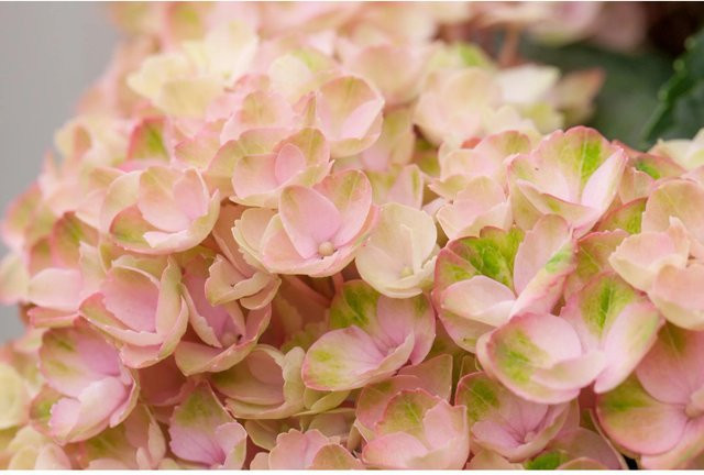 GROW by OBI Ballhortensie Magical Rosa Hydrangea macrophylla im Topf, 5 Liter - Bild 1