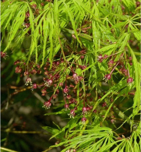Grüner Schlitz-Ahorn Acer palmatum Solitär-Pflanze von Die Nr-01.de - Bild 1